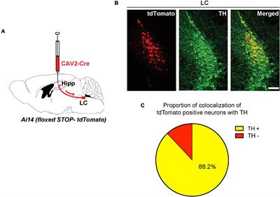 Activation of a Locus Coeruleus to <mark class="highlighted">Dorsal Hippocampus</mark> Noradrenergic Circuit Facilitates Associative Learning